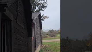 Guinea fowl flying [upl. by Adriane427]