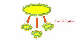 Lipid amp Lipoprotein Processing Part 1 [upl. by Ahsatniuq351]