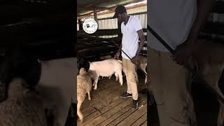 Qualities of a good breeding Dorper Sheep Ram Explained [upl. by Odlo]