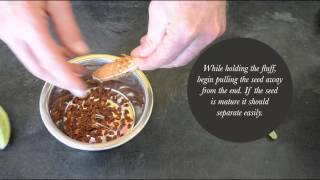 Cleaning Milkweed Seed by Hand is Easy [upl. by Llertnov]