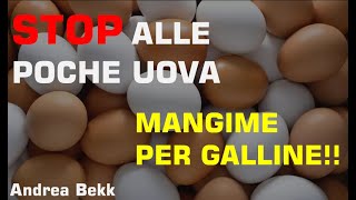 MANGIME per GALLINE x 4 stagioni gallineuova [upl. by Rimma196]