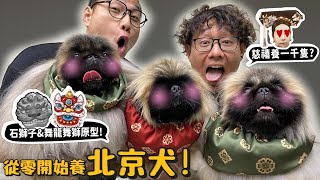 【從零開始養】北京犬慈禧太后為何養1000隻平民養會被砍頭德爺超愛像笑笑羊像拖把跟可卡犬一樣難顧【許伯簡芝】京巴哈巴狗Pekingese dog [upl. by Aynatal]