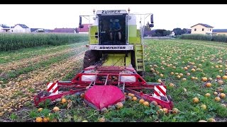 Kürbisernte mit einem MÄHDRESCHER  2x Claas  Kürbisernten  Agrarprofi [upl. by Settle]