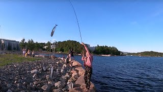 Makrell fiske med Hekle på Lilleaker i Oslo  Mackerel fishing with Sabiki 2020 At Lysaker Oslo [upl. by Suirtimid]