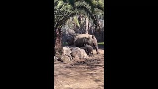 Rare White Rhino birth celebrated at Chilean Zoo [upl. by Tessi]