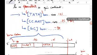 la transcription chez les eucaryotes Biosynthèse des protéines [upl. by Thorman313]