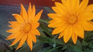 Gazania के बीज निकालना और सुरक्षित रखना फूलों से बीज कैसे निकालें collecting seeds from flower [upl. by Tiduj]