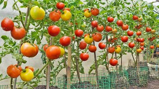 No need to buy tomatoes anymore Here is the Tomato Growing Solution for your family [upl. by Virgilio791]