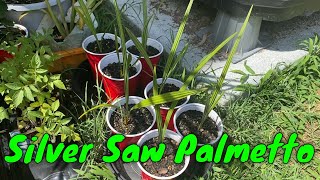 Silver Saw Palmetto Serenoa repens Seedlings [upl. by Nylsirk]