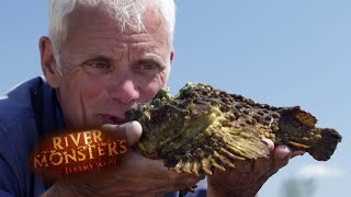 The Venomous Stone Fish  STONE FISH  River Monsters [upl. by Emeric140]