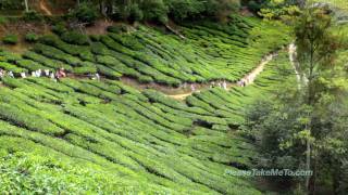 Cameron Highlands Malaysia 1080HD [upl. by Akeihsat]