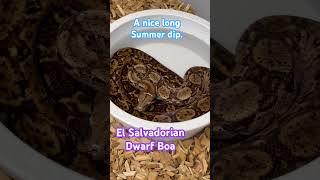 El Salvadorian dwarf boa peeks out of her water bowl [upl. by Eillor104]