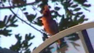 Wild Cardinal singing good sound [upl. by Gib]