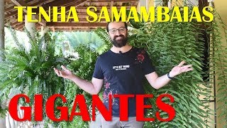 COMO CULTIVAR SAMAMBAIAS com SUCESSO [upl. by Lirrehs]