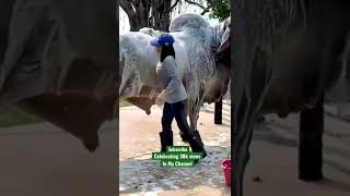 Enormous bull 2022  Bishal goru  qurbani 2022  shorts [upl. by Zilla]