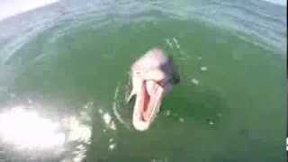 Dolphin tries to eat GoPro [upl. by Niu]