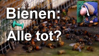 Bienen alle tot Ende Dezember Was ist da los Kontrolle der Völker nach Rückkehr aus Madeira [upl. by Snapp478]