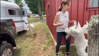 FB Livestream Goldys Farm Animal Sanctuary Perfection Might not be repeated154pm 7312024 [upl. by Halac]