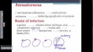 Leptospira pathogenesis [upl. by Jonina]