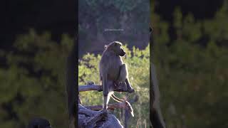 Chacma Baboon sitting peacefully chacma baboon monkey nature wildlife peace africa HA73889 [upl. by Ttreve]