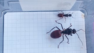 Camponotus CA02 USA vs Dinomyrmex gigas Singapore 19012024 [upl. by Erroll]