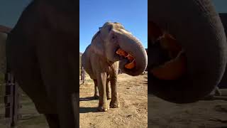 National Pumpkin Day  Cincinnati Zoo shorts [upl. by Skvorak]