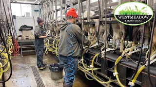 Goat milking  Westmeadow Farm and Dairy [upl. by Pope]