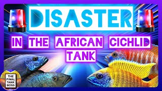 Disaster in the African Cichlid Tank Don’t be a victim of this [upl. by Zaid]