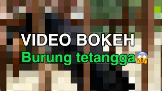 VIDEO BOKEH BURUNG TETANGGA Beautiful [upl. by Nibuz]