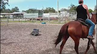 Caboolture Horse Sale quotDiggerquot [upl. by Akoyn]