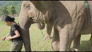 Three Elephants That Have Strong Relationships With Human  ElephantNews [upl. by Hsur189]