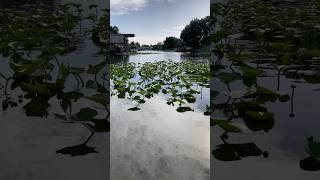 Lily pads in a canal canal lilypads peace nature birds chirpingbirds tranquility calm water [upl. by Roeser]