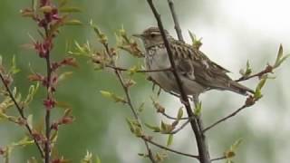 Woodlark Heidelerche [upl. by Adran625]