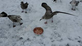 Herring Gulls and Ringbilled Gulls Feasting [upl. by Sigvard]