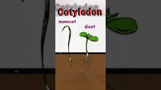 Cotyledon 🌱  Basic Botany  Learn Fast  Urdu [upl. by Abihsot244]