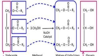 Transesterification its mechanism and applications [upl. by Tay490]