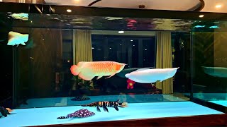 Super Clean Freshwater Arowana Tank  Amazing Monster Fish and Arowana [upl. by Ahaelam]