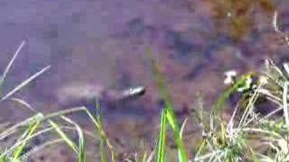 New snapping turtle to my pond [upl. by Lopez]