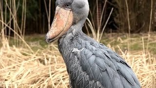 WeltVogelpark Walsrode  Schuhschnabel  Shoebill Bird  sensationell dieser Vogel [upl. by Greenland673]