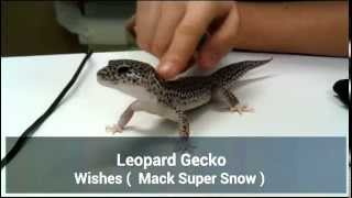 Leopard Gecko Back Rub [upl. by Negrom]