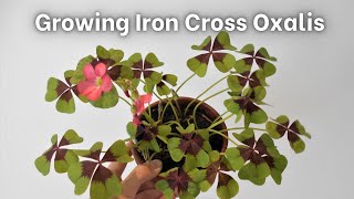 How to grow Iron Cross Oxalis Oxalis tetraphylla  deppei [upl. by Nerak]