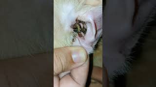 Ear Mites in Cats shorts [upl. by Aynek]