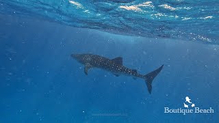 161024  Dives at Whale Shark Seven Heaven amp Randhi Week near Dhigurah South Ari Atoll  Maldives [upl. by Evers]