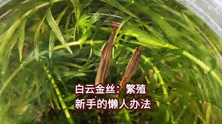 白云金丝，怎么繁殖，才能养大小鱼崽？How to propagate White Cloud Mountain minnows to raise both large and small fry [upl. by Henryetta939]