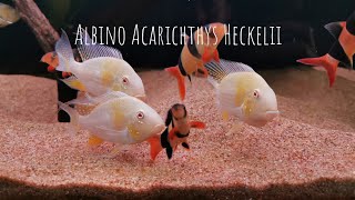 Acarichthys Heckelii [upl. by Aehr]