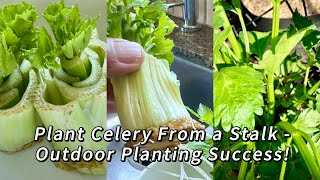 How to Grow Celery from a Stalk StepbyStep Guide to Planting Outdoors [upl. by Anileba324]