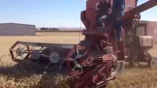 Antique combine harvest [upl. by Bega]