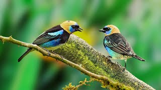 Forest Birds Chirping  Nature Sounds for Sleeping  Bird Sounds Relaxation Reduce Stress Focus [upl. by Eidnak]