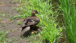 カルガモ  Spotbilled Ducks Movie  の動画 [upl. by Burdett341]