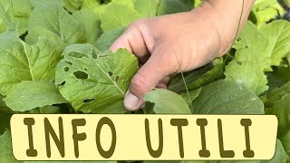 coltivazione RAPE e CIME di RAPA [upl. by Eimrej401]